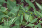 Wreath goldenrod